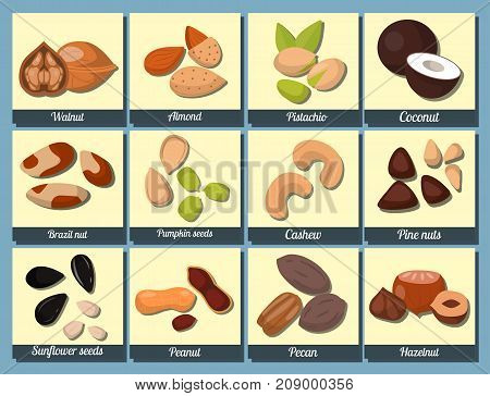 Piles of different nuts pistachio peanut walnut and tasty seed vector illustration. Organic collection nutshell group assortment vegetarian nutrition.