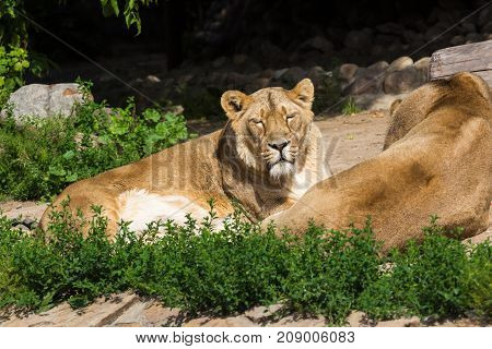 young male Asian lion lazily watching the photographer