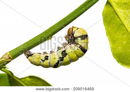 Lime Butterfly (papilio Demoleus) Caterpillar