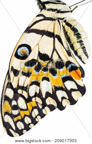 Butterfly Wings Texture