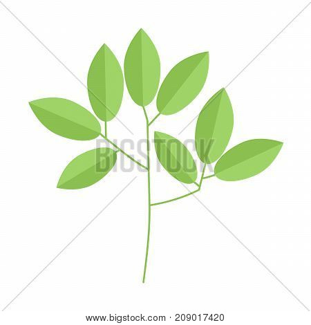 tree branch with leaves on white background