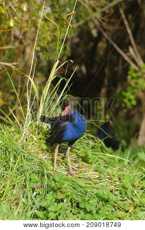 New Zealand Pukeko, a native bird in the wild