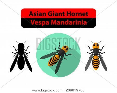 Asian Giant Hornet or Vespa Mandarinia on white vector