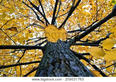 Yellow tilia (lime trees) leaves and trunk in an autumnal day. for fall and sesonal concept