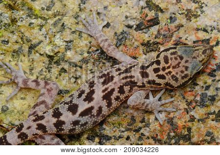 close up image of a Kinabalu Angle-toed Gecko, 
Cyrtodactylus baluensis