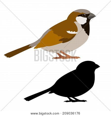 sparrow vector illustration style flat black silhouette set