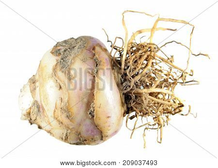 Bulb of variegated pineapple lily (Eucomis bicolor) isolated on white background