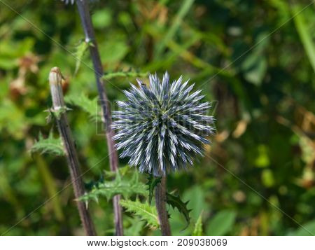 Flower buds of Great globe-thistle or Echinops sphaerocephalus close-up selective focus shallow DOF.
