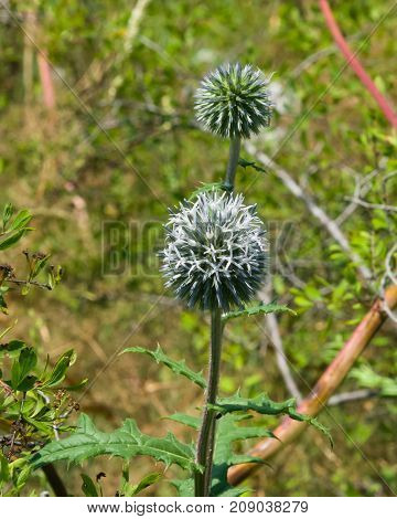 Blossom of Great globe-thistle or Echinops sphaerocephalus close-up selective focus shallow DOF.