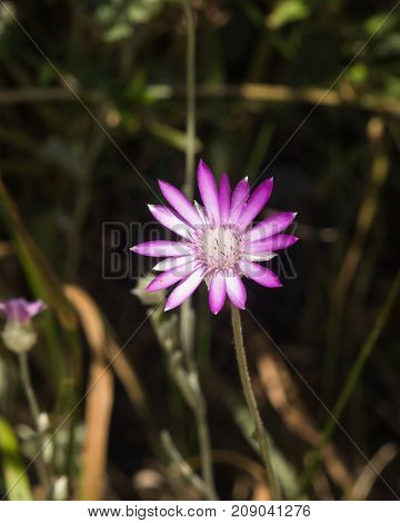 Purple flower of Annual Everlasting or Immortelle Xeranthemum annuum macro selective focus shallow DOF.