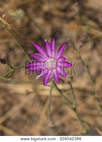 Purple flower of Annual Everlasting or Immortelle Xeranthemum annuum macro selective focus shallow DOF.