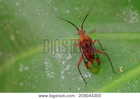macro image of a beautiful mirid bug