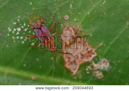 macro image of a beautiful mirid bug
