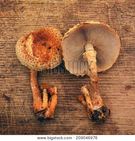 pholiota squarrosa mushroom commonly known as the shaggy scalycap