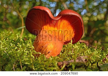 toxic omphalotus olearius mushroom in the forest