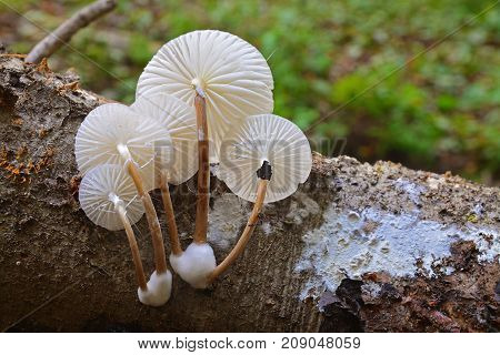 oudemansiella mucida mushroom cluster on the tree bark