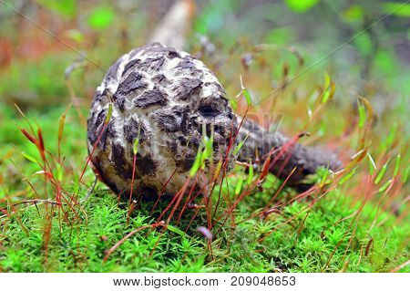edible stromilomyces strobilaceus mushroom in the forest