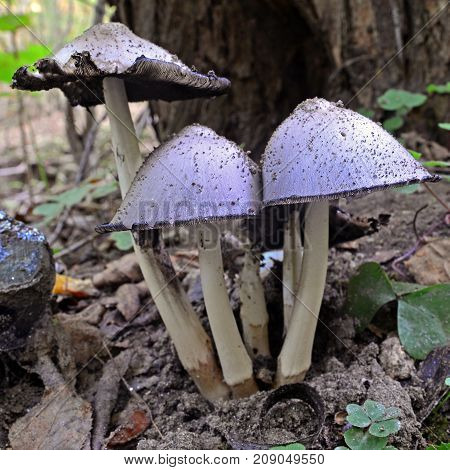coprinopsis atramentaria mushroom cluster on the ground