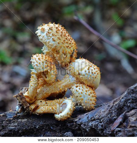 pholiota squarrosa mushroom commonly known as the shaggy scalycap