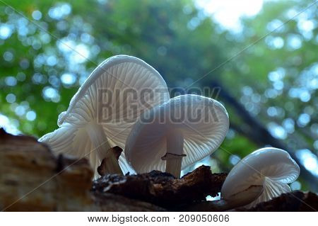 oudemansiella mucida mushroom cluster on the tree bark