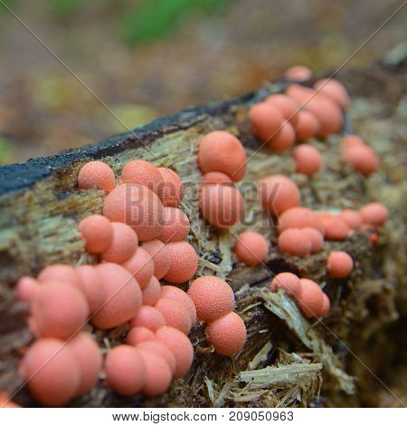 Lycogala epidendrum slime mold commonly known as wolf's milk
