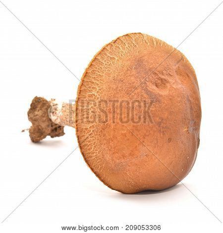 leccinum scabrum mushroom isolated on white background