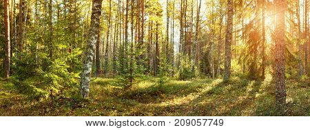 Coniferous forest with morning sun shining in the morning