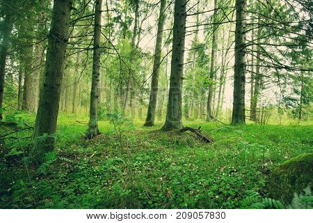 pine and fir forest panorama in spring
