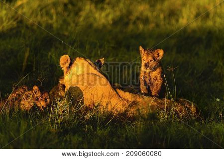 Family of lions in the grass of African savanna Kenya