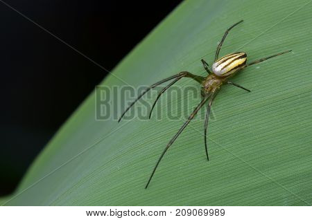 macro image of a silver orb spider on green leaf