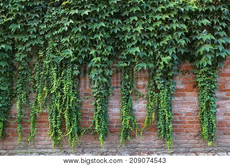 Green Climbing Plants On A Brick Wall.