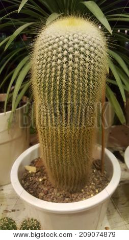 Cactus scientific name Plantae Magnoliophyta Magnoliopsida Caryophyllales Cactaceae