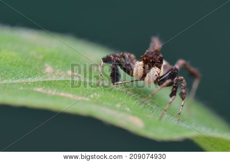macro image of the world's most intelligent spider - Fringed Jumping Spider