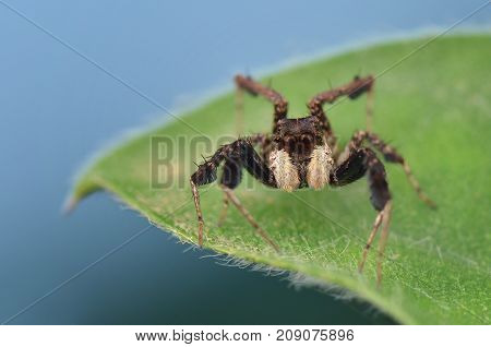 macro image of the world's most intelligent spider - Fringed Jumping Spider
