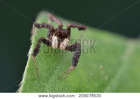 macro image of the world's most intelligent spider - Fringed Jumping Spider