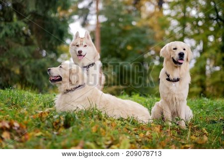 Three dogs Siberian Husky and Golden Retrievers are sitting in autumn park resting during walk