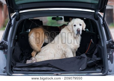 Domestic dog sitting in the car trunk. Preparing for a trip home after walking in park. Transportation of pets in the car.