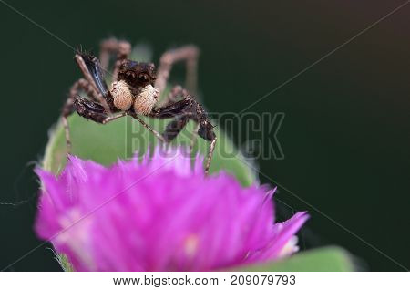 macro image of the world's most intelligent spider - Fringed Jumping Spider