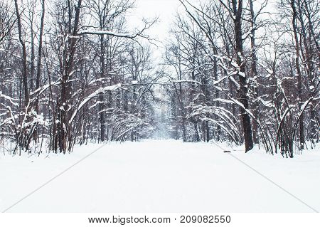 Falling Snow In A Winter Park With Snow Covered Trees, Slow Motion