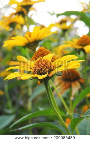 The Flowers In The Field