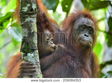 Mother orangutan and cub in a natural habitat. Bornean orangutan (Pongo pygmaeus wurmmbii) in the wild nature. Rainforest of Island Borneo. Indonesia.