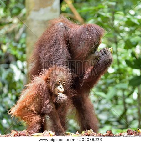 Mother orangutan and cub in a natural habitat. Bornean orangutan (Pongo pygmaeus wurmmbii) in the wild nature. Rainforest of Island Borneo. Indonesia.