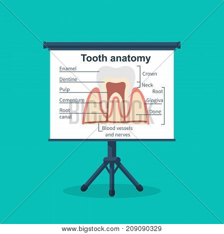 Tooth anatomy on board. Tooth structure. Healthcare stomatology. Vector illustration flat design. Isolated on background.  Medical infographics.
