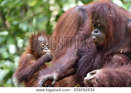 Mother orangutan and cub in a natural habitat. Bornean orangutan (Pongo pygmaeus wurmmbii) in the wild nature. Rainforest of Island Borneo. Indonesia.