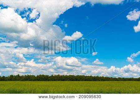 beautiful Cloudy sky over a green wheat field
