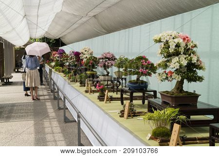 Kyoto, Japan - May 21, 2017:   Exhibition of flowering bonsai trees in a pot at the Kyoto botanical garden