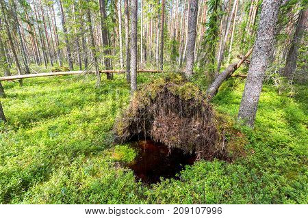 Deep forest in summertime. Wild flora and nature of Northern Europe