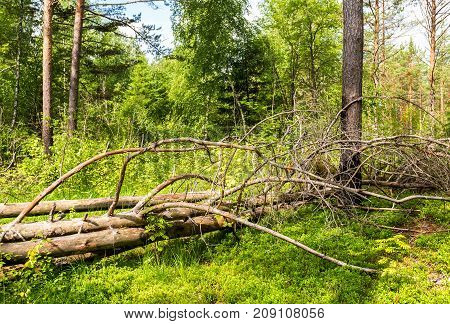 Deep forest in summertime. Wild flora and nature of Northern Europe
