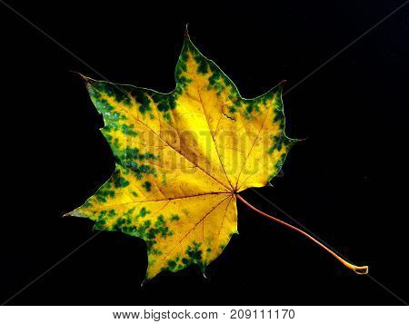 Autumn yellow maple leaf on black background