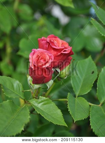 Rambler Rose At Garden Bed